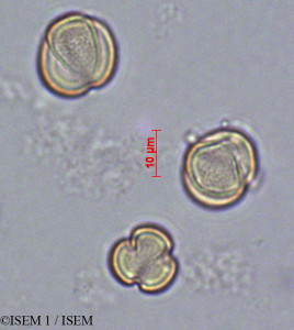 ISEM 1/Tamarix_parviflora_29202/Tamarix_parviflora_29202_0001(copy)_thumb.jpg